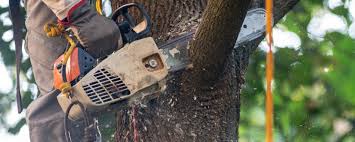 Best Arborist Consultation Services  in Ranlo, NC