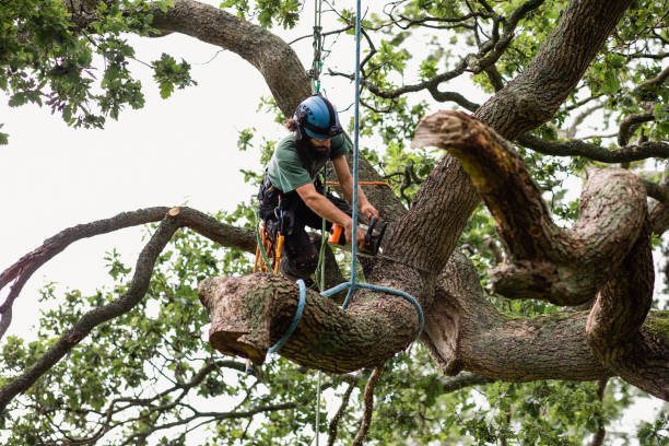 Best Tree Health Inspection  in Ranlo, NC