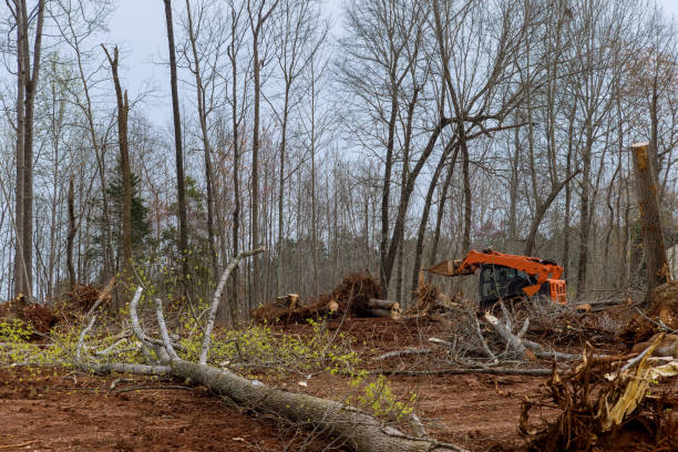 Trusted Ranlo, NC Tree Care Experts